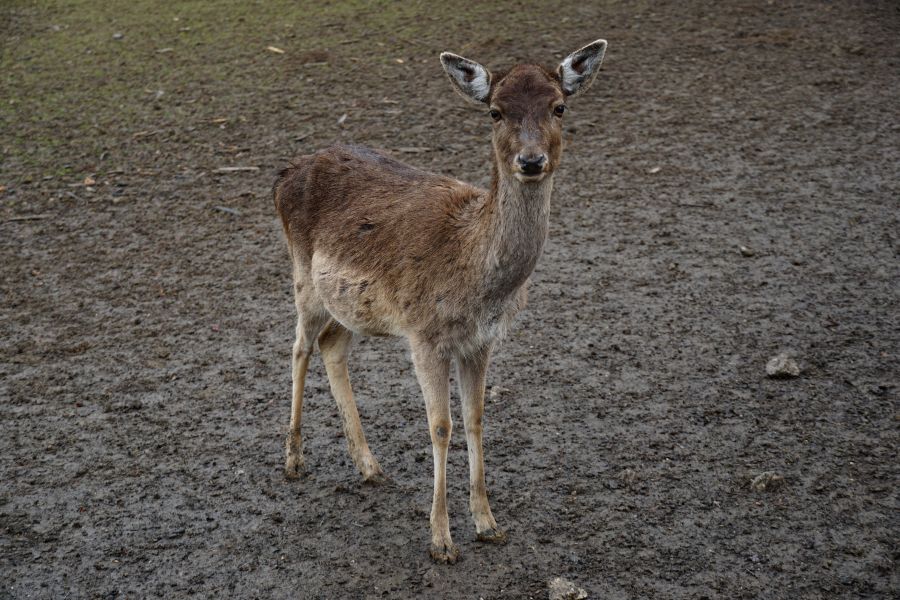 A young deer standing on muddy ground, looking directly at the camera.
