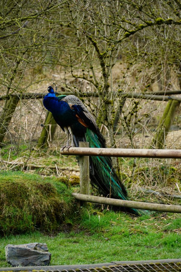 A peacock perched on a wooden fence in a natural setting, surrounded by green grass and trees.