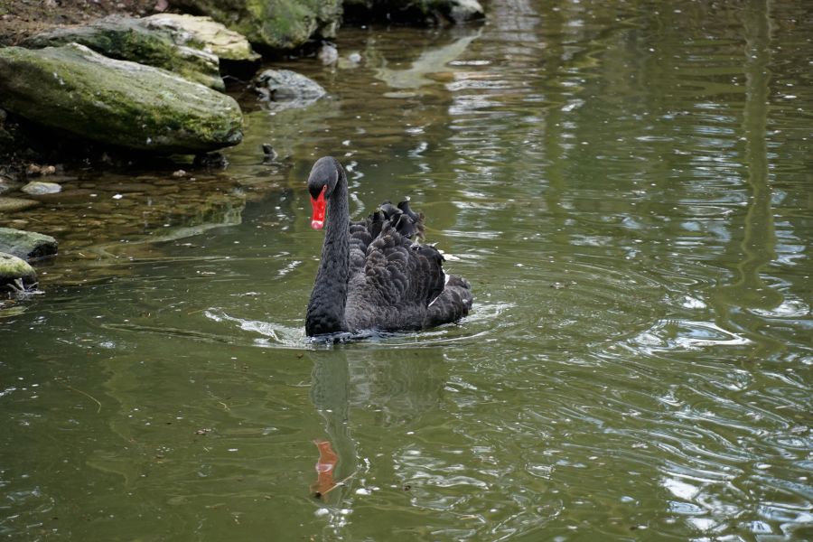 A black swan swimming gracefully in a tranquil pond, surrounded by rocks and greenery.