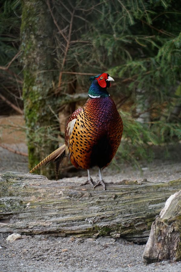 A colorful pheasant standing on a log in a natural setting with trees in the background.