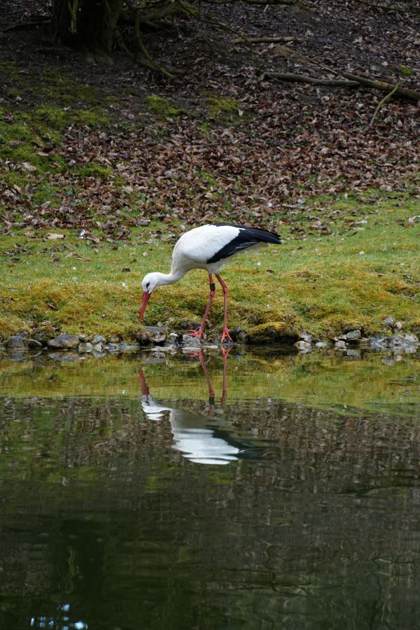 A stork standing by the edge of a pond, looking down at its reflection in the water.