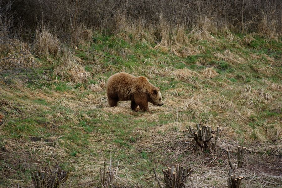 A brown bear walking through a grassy area with sparse vegetation.