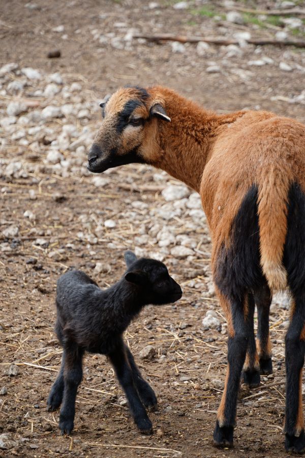 A brown adult goat standing next to a black goat kid in a rural setting.