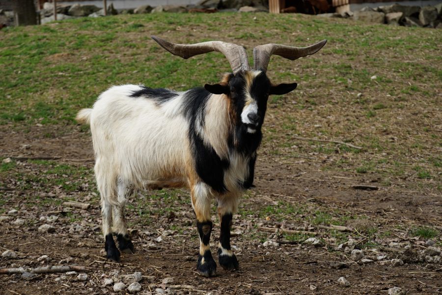 A black and white goat with large, curved horns standing on the ground in a grassy area.