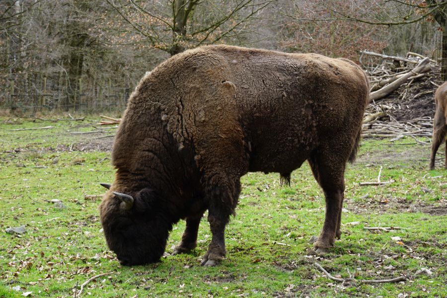 A large bison grazing on green grass in a natural setting, with trees and wooden debris in the background.