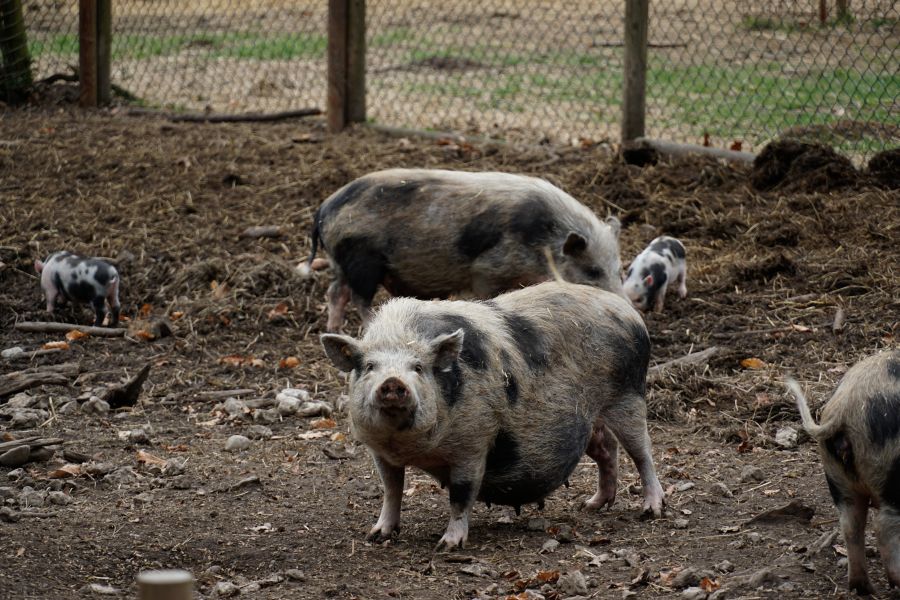 A group of pigs, including a larger pig with distinctive markings in the foreground and smaller pigs in the background, on a farm.