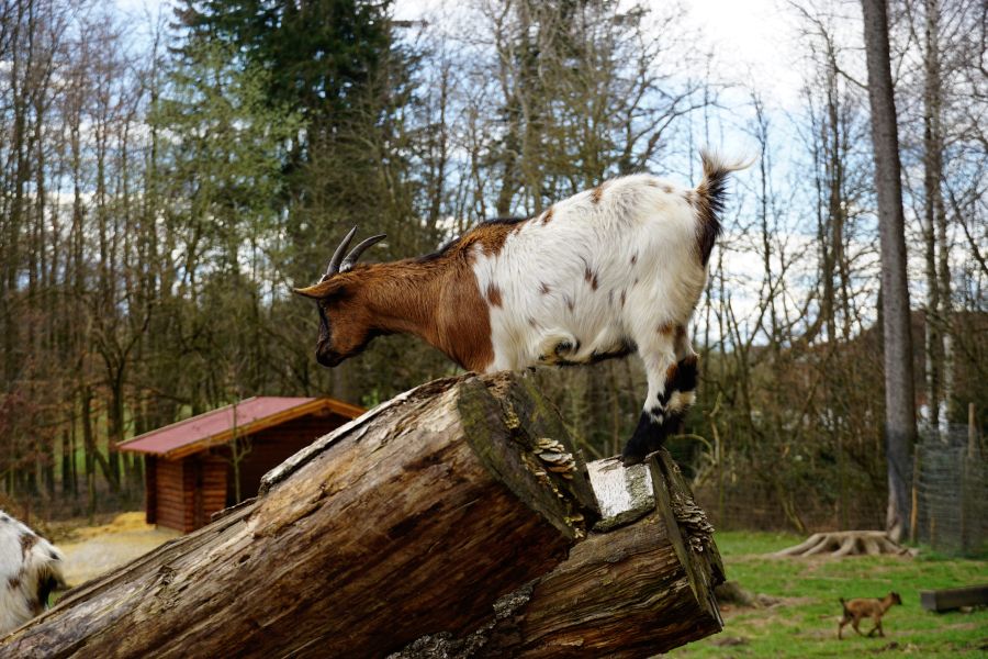 A goat standing on a large log in a wooded area with a small cabin in the background.
