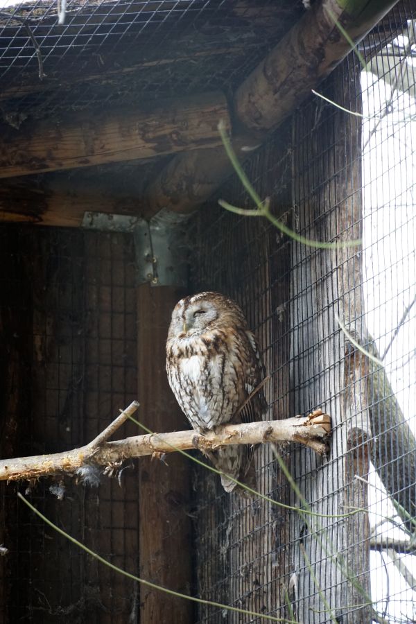 A brown owl perched on a branch inside a wooden enclosure.