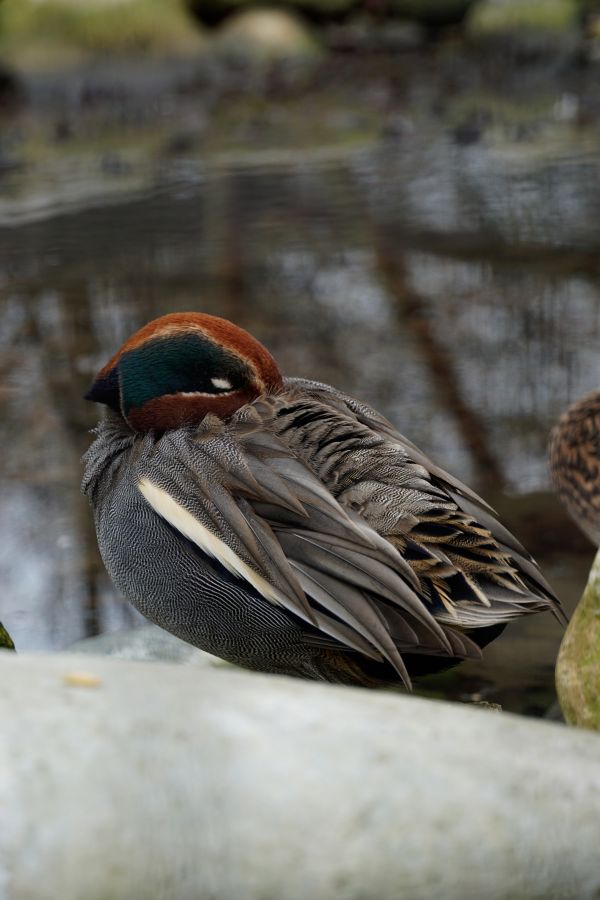 A close-up of a resting duck with distinctive colorful plumage, featuring a reddish-brown head, teal accents, and intricate feather patterns, beside a tranquil pond.