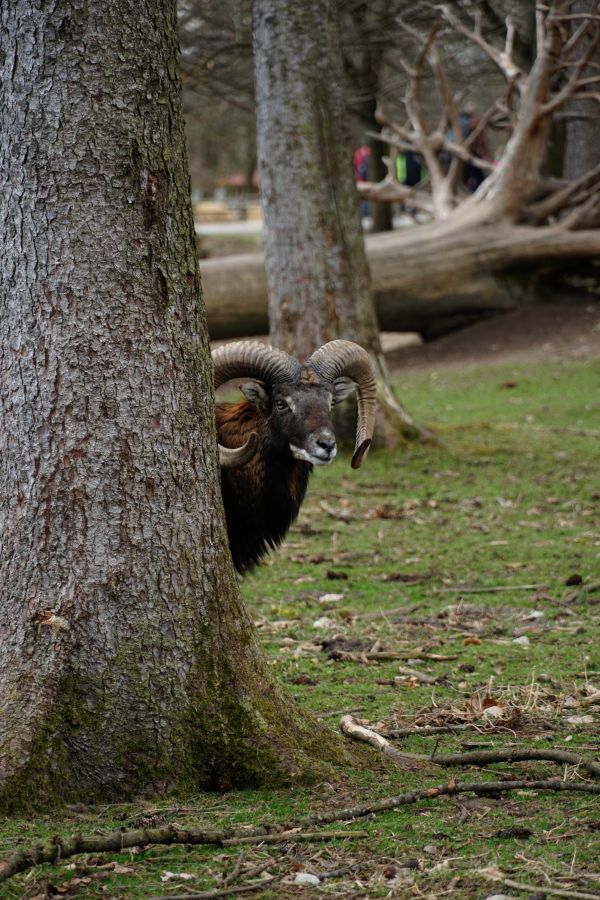 A ram with large curved horns peeking out from behind a tree in a grassy area.