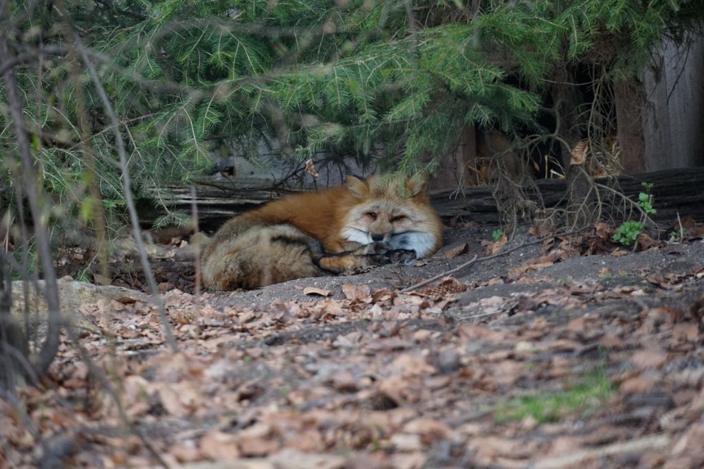Tierische Impressionen im Wildpark Poing: Eine Fotografie-Reise