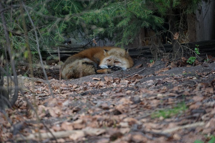 A sleeping fox curled up on the ground among fallen leaves and branches, partially shaded by trees.