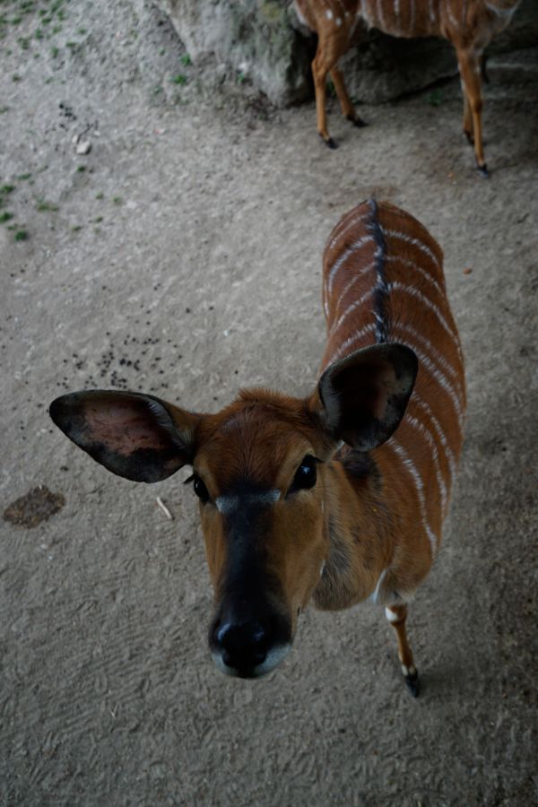 Close-up of a deer with distinctive stripes on its brown fur, looking directly at the camera against a natural background.