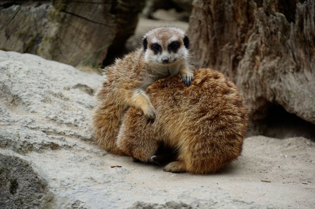 Tierische Impressionen im Opel-Zoo: Eine Fotografie-Reise