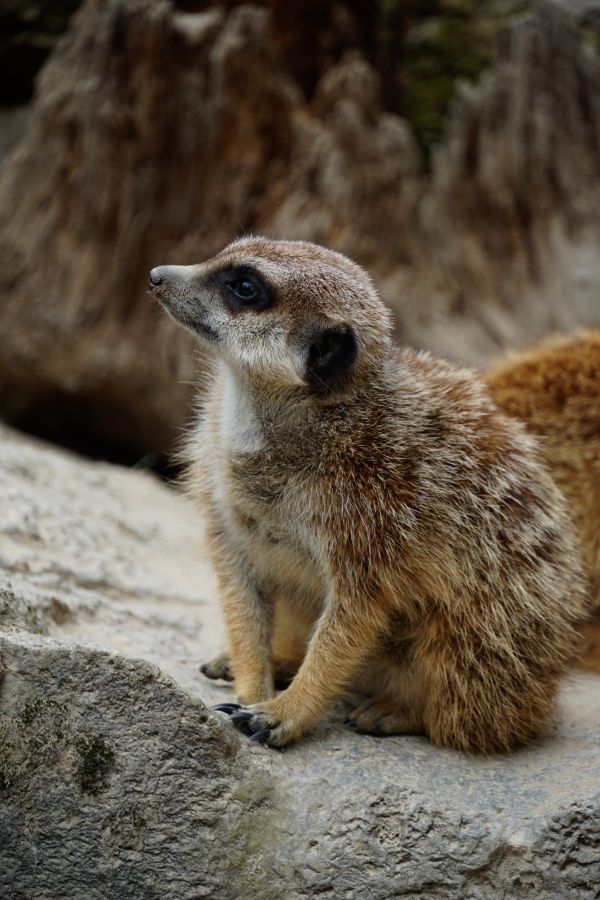 A meerkat sitting on a rock, looking curiously to the side.