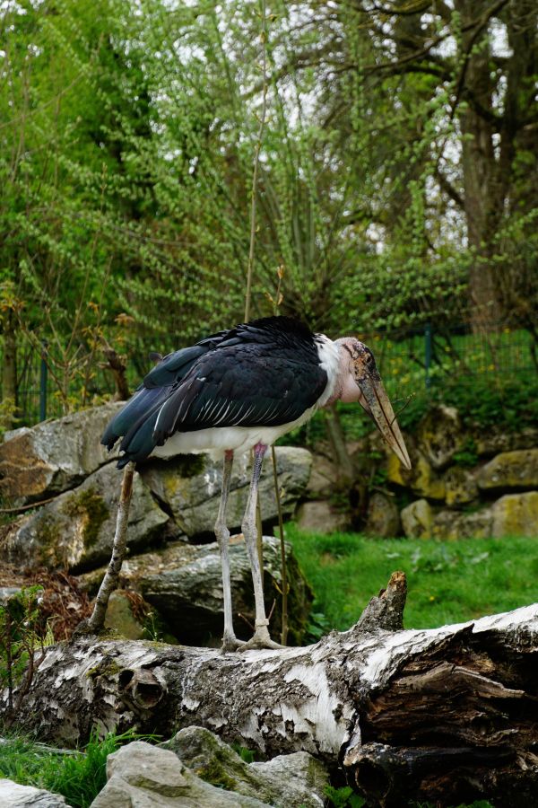 Ein Marabu stork steht auf einem Baumstumpf in einer grünen Umgebung.