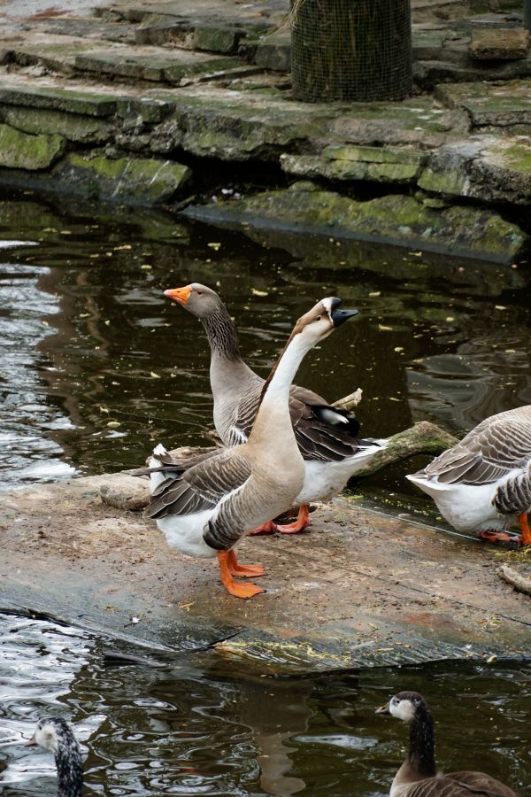 Two geese standing on a rock near a pond, with additional waterfowl swimming in the water.