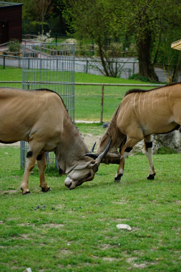 Two elands engaging in a head-to-head display on grassy terrain.