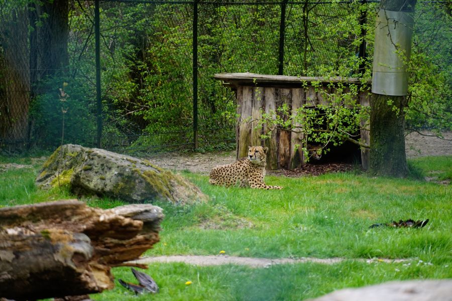 Ein Gepard liegt im Gras neben einer Holzunterkunft in einem Tierpark.
