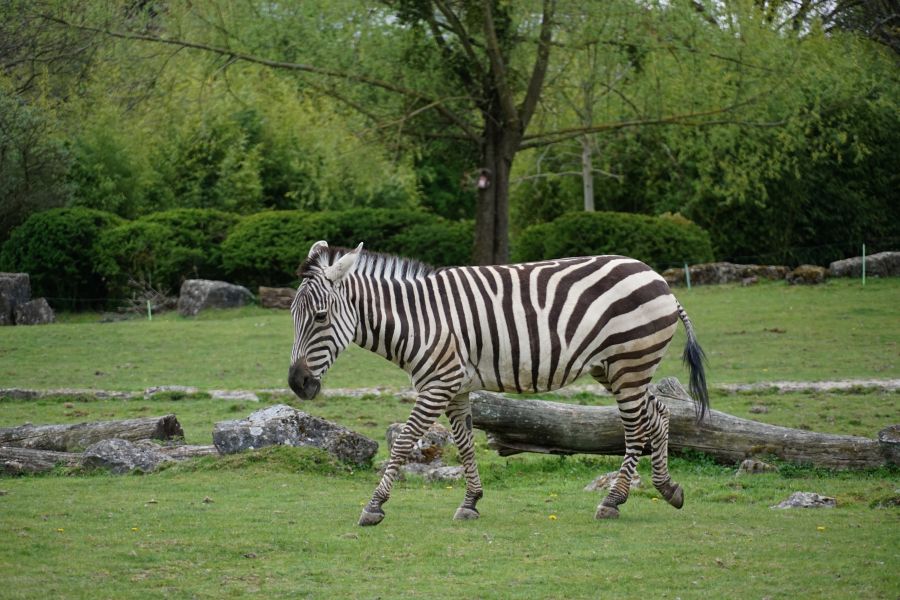 A zebra walking across a grassy field with trees in the background.