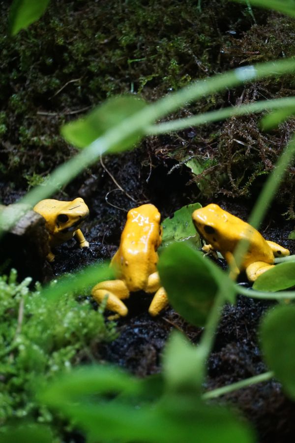 Drei gelbe Frösche sitzen im Moos, umgeben von grünen Pflanzen und Blättern.