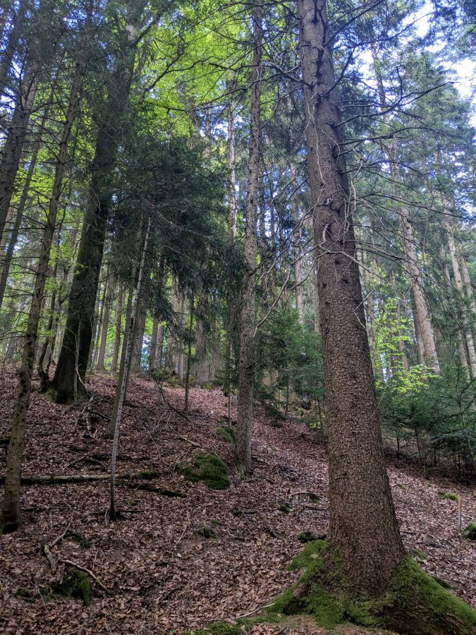 Blick auf einen dichten, grünen Wald mit hohen Bäumen und Laub am Boden, die Atmosphäre wirkt ruhig und naturbelassen.