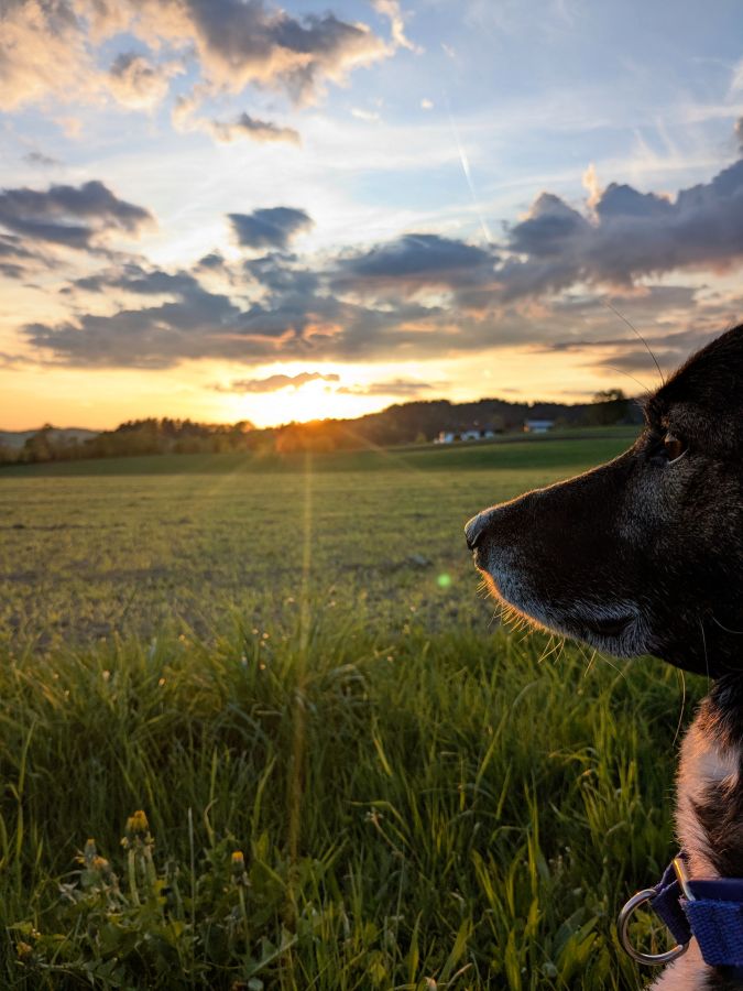 Sonnenuntergang mit Hund vor einer Wiese