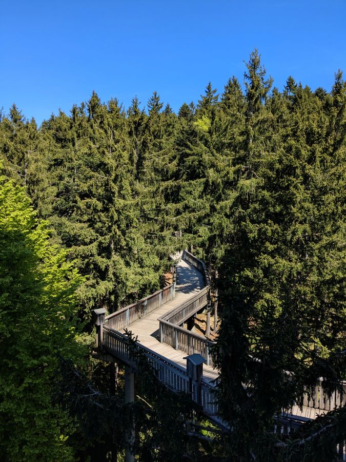 Ein Holzweg führt durch einen Wald mit grünen Tannen, unter einem strahlend blauen Himmel.