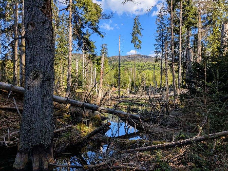 Ein malerischer Wald mit hohen, grünen Bäumen und umgefallenen Baumstämmen, die ein kleines Gewässer reflektieren. Der Himmel zeigt einige Wolken und strahlend blauen Himmel.