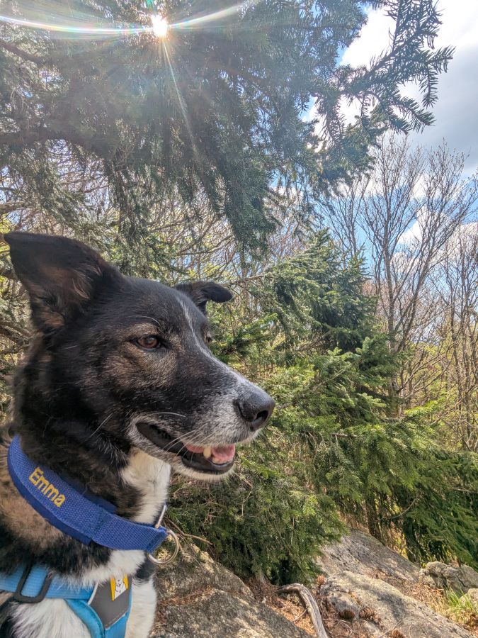 Ein Hund im Wald