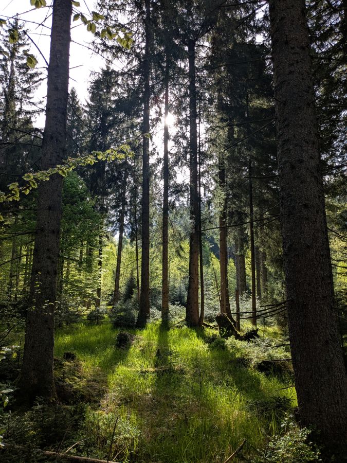 Dicht bewaldeter Bereich mit hohen Bäumen und Sonnenlicht, das durch das Blätterdach scheint, während Gräser auf dem Boden wachsen.