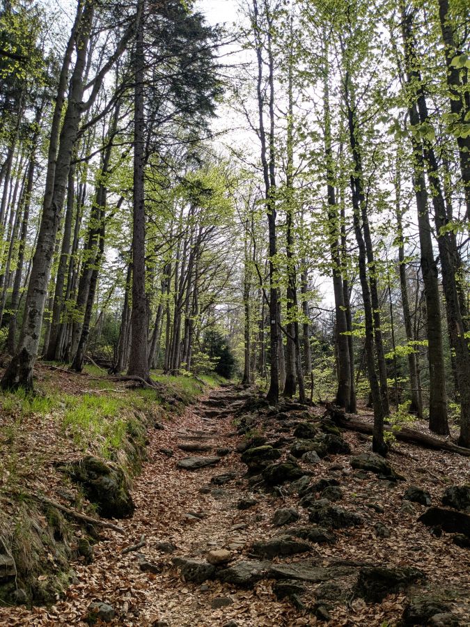 Ein malerischer Waldweg mit hohen Bäumen, frischem Laub und einem steinigen Pfad, der durch das sanft abfallende Gelände führt.