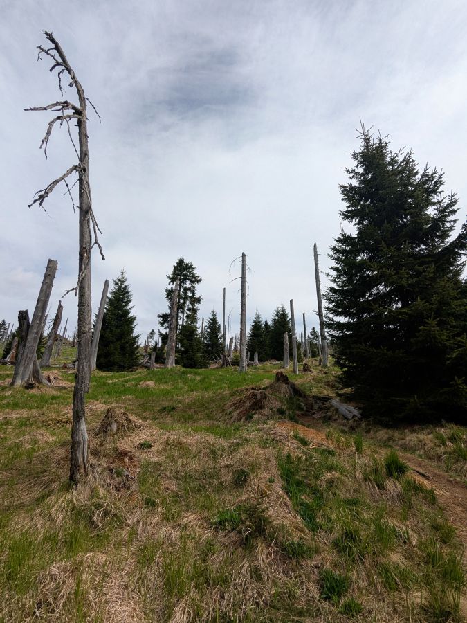 Eine bewaldete Landschaft mit abgestorbenen Baumstämmen und grünen Wiesen unter einem bewölkten Himmel.