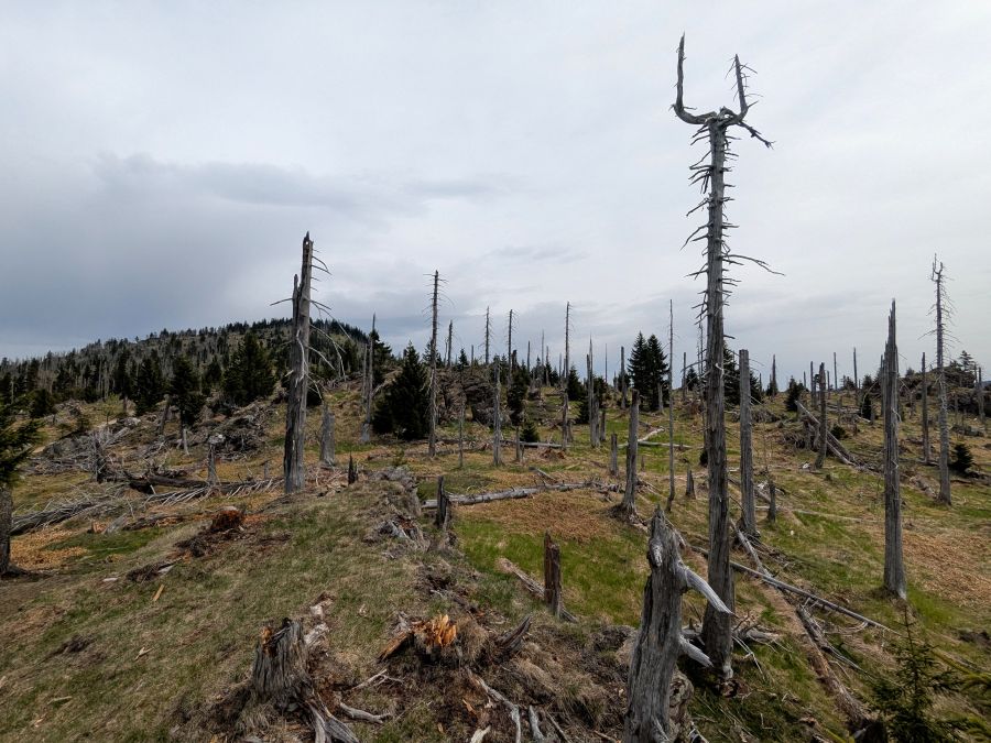 Ein dichter, bewaldeter Hügel mit abgestorbenen Baumstümpfen und einer leicht bewölkten Himmelslandschaft im Hintergrund.