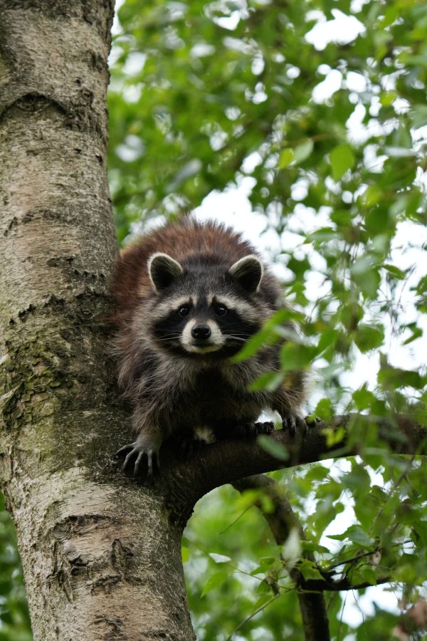 A raccoon sitting on a branch of a tree, surrounded by green leaves.