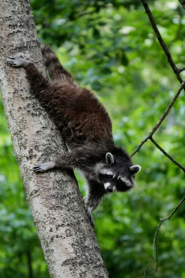 Ein Waschbär klettert auf einem Baumstamm in einer grünen Umgebung.