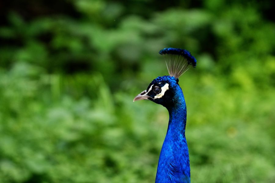 Ein majestätischer Pfau mit leuchtend blauen Federn und einer charakteristischen Federhaube, vor einer grünen Hintergrundlandschaft.