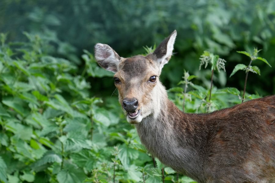 A close-up of a deer standing among green foliage, with a curious expression.
