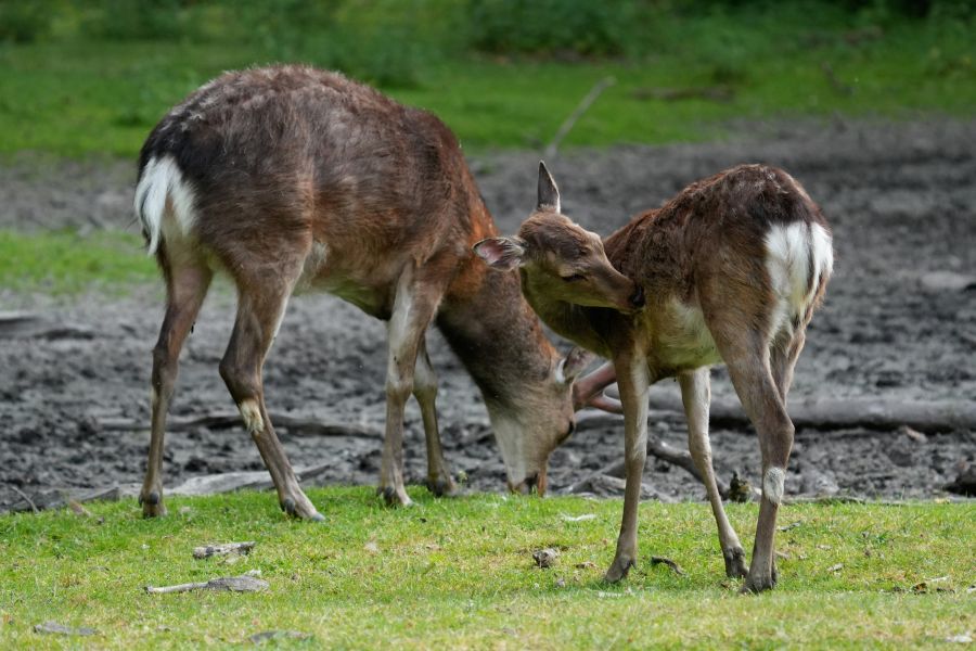 Two deer in a grassy area, one deer grazing on the ground while the other is grooming itself.