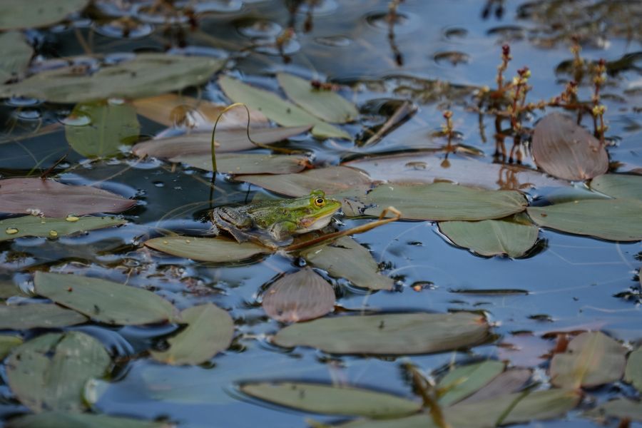A frog is sitting on lily pads in a calm water setting.
