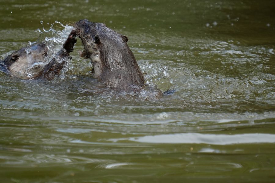 Two otters playfully interacting in water, creating splashes.