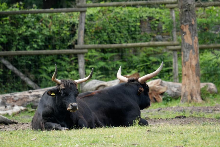 Zwei schwarze Kühe mit Hörnern liegen entspannt auf einer Wiese, umgeben von grünen Bäumen und Zaun.