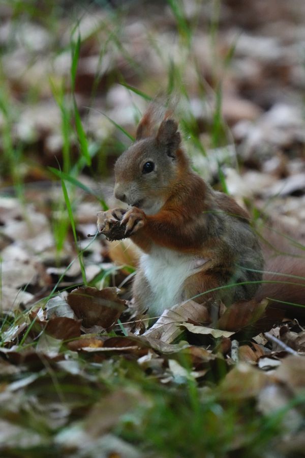 A squirrel sitting on the ground, eating a nut amidst fallen leaves and grass.
