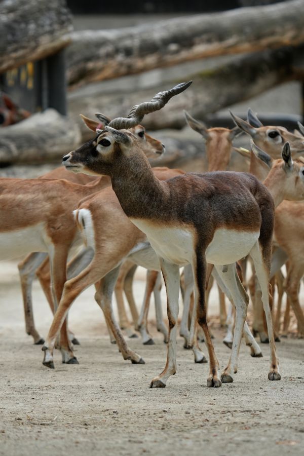 Eine Gruppe von Antilopen, darunter eine, die sich in der Vorderansicht befindet und aufrecht steht, während andere um sie herumstehen.