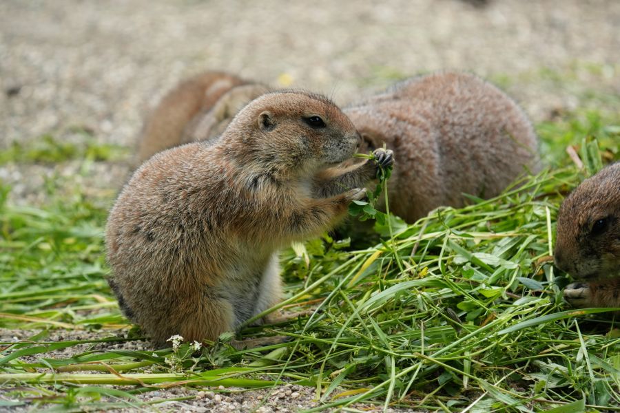 Eine Gruppe von Erdmännchen, die auf einer Wiese grasen. Ein Erdmännchen hält Gras in seinen Vorderpfoten und sieht aufmerksam aus.