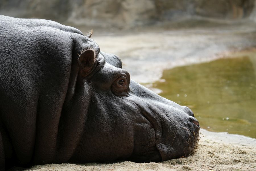 A close-up of a hippopotamus resting beside a small body of water, with its head resting on the ground.