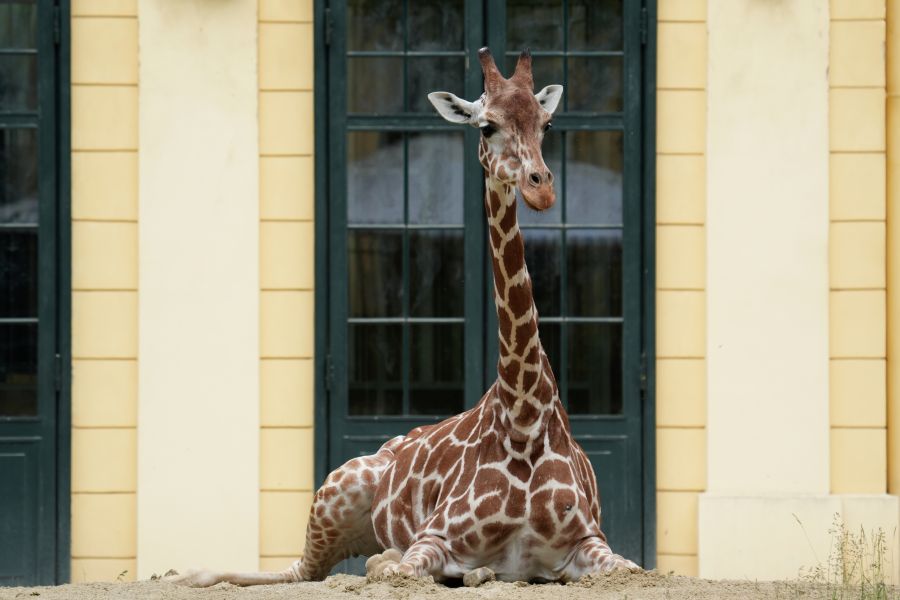 Giraffe lounging in front of a building with large windows.