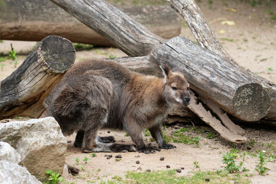 A wallaby standing on the ground near logs and rocks in a natural setting.