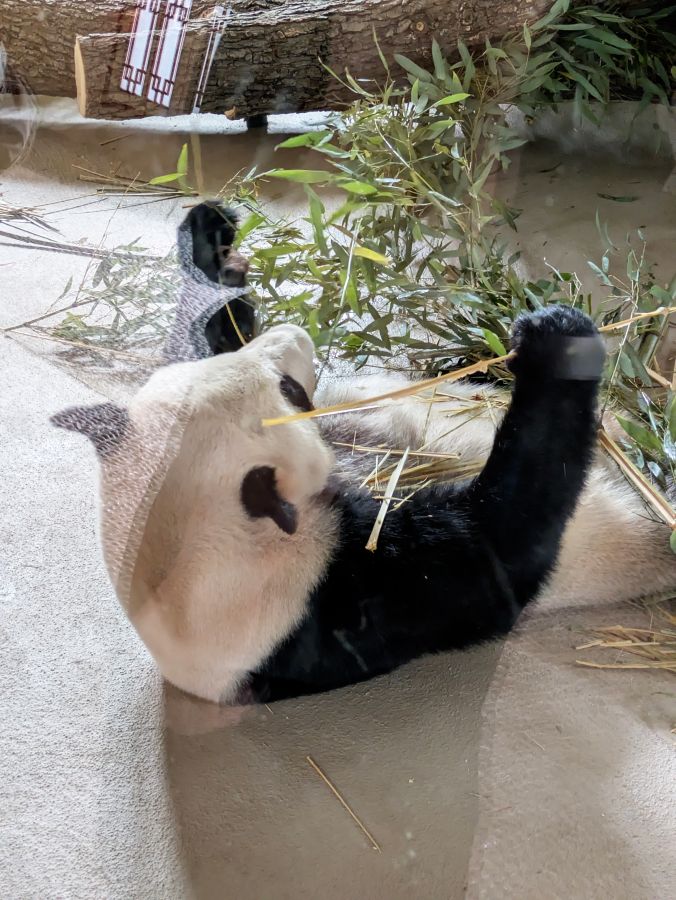 A panda lying on its back, playing with bamboo sticks, surrounded by green foliage in a zoo enclosure.