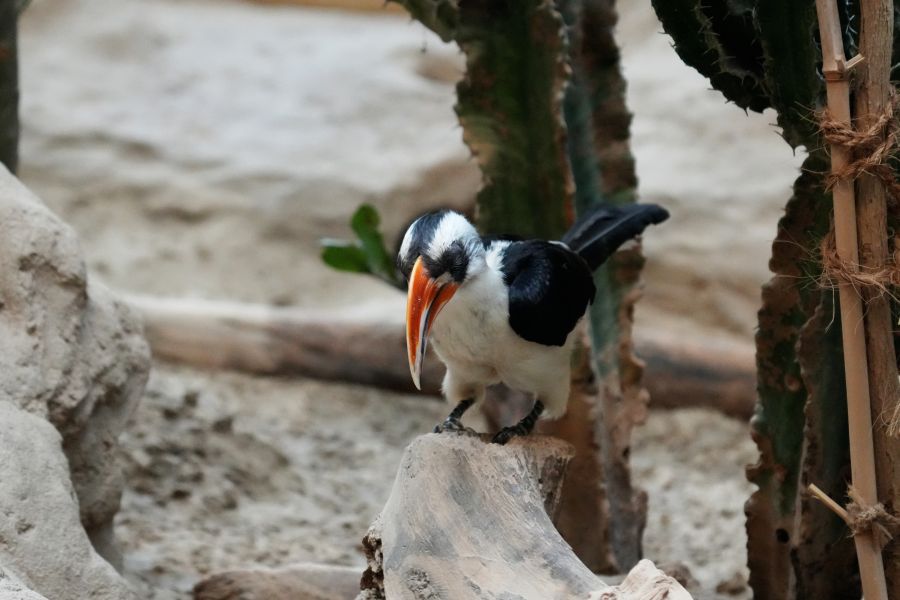 A colorful bird with a prominent beak perched on a log, surrounded by natural elements like rocks and plants.